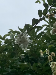 Mussaenda philippica