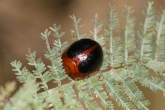 Dicranosterna immaculata