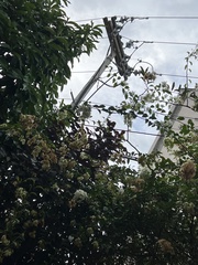 Mussaenda philippica