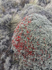 Anarthrophyllum desideratum