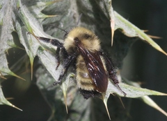 Bombus fervidus