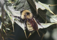 Bombus fervidus