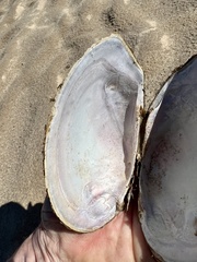 Potamilus amphichaenus