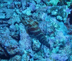 Cephalopholis nigripinnis