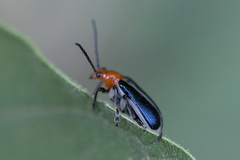 Lema apicalis