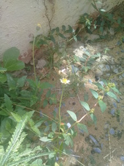 Heliopetes domicella