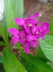 Spathoglottis unguiculata