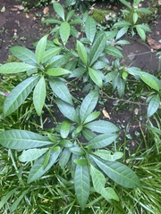 Tabernaemontana divaricata