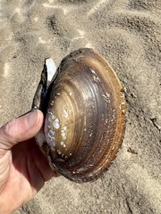 Potamilus amphichaenus