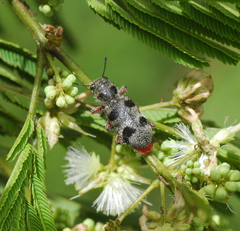 Enoclerus viduus