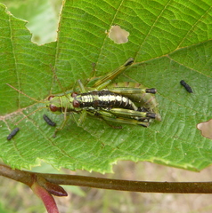 Booneacris glacialis