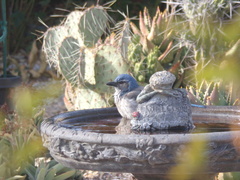 Aphelocoma californica