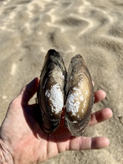 Potamilus amphichaenus