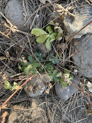 Potentilla thurberi