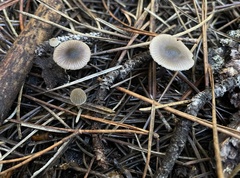 Nitida