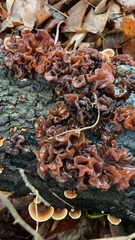 Phaeotremella foliacea