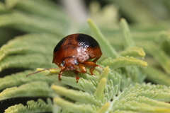 Dicranosterna immaculata