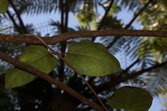 Parsonsia fulva