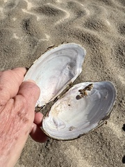 Potamilus amphichaenus