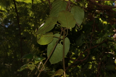 Parsonsia fulva