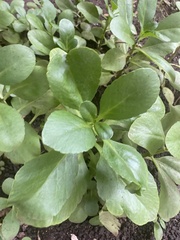 Kalanchoe densiflora