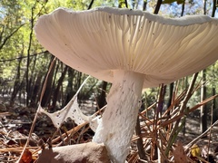 Phalloideae
