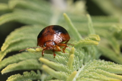 Dicranosterna immaculata