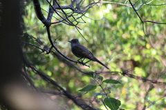 Myiarchus swainsoni