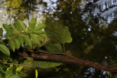 Parsonsia fulva
