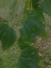 Simira salvadorensis