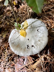 Phalloideae