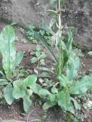 Eryngium foetidum