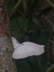 Oudemansiella australis