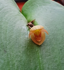 Pleurothallis cardiothallis