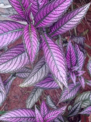 Strobilanthes auriculata dyeriana