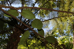 Parsonsia fulva