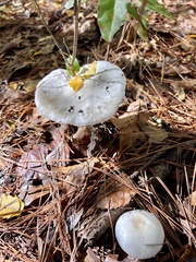 Phalloideae