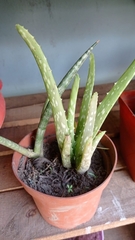 Aristaloe aristata