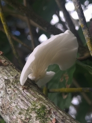 Oudemansiella australis