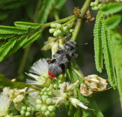 Enoclerus viduus