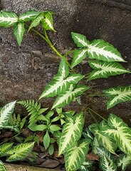 Syngonium