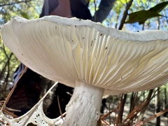 Phalloideae