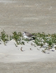 Charadrius nivosus