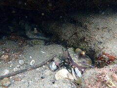 Octopus bimaculoides