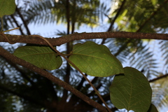 Parsonsia fulva