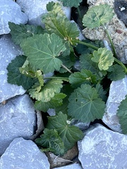 Glechoma hederacea