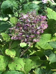Callisia repens