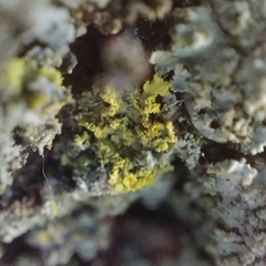 Candelariella efflorescens