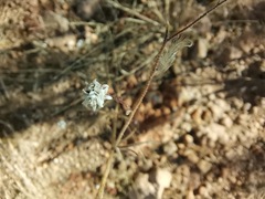 Florestina tripteris