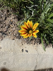 Gazania
